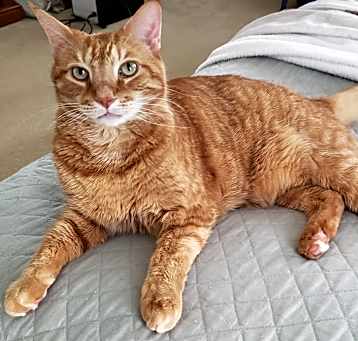 Photo of Romeo (CP)