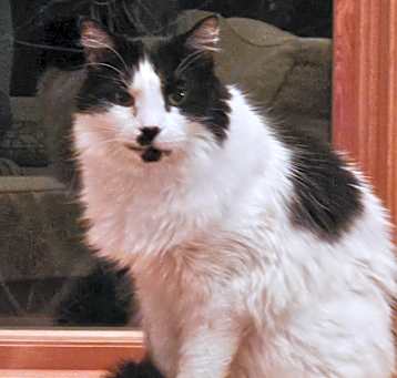 Photo of Felix