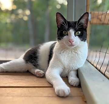 Photo of Pickles