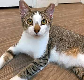 Photo of Boop