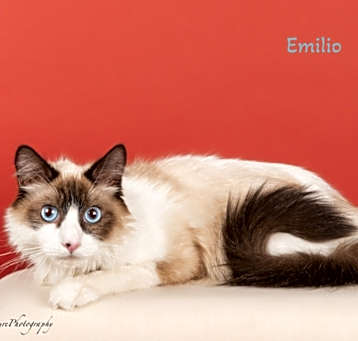 Photo of Emilio Estevez