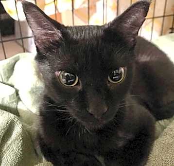 Photo of Mischief