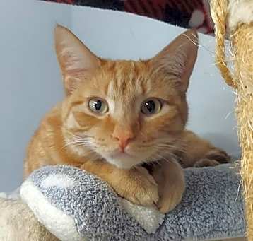 Photo of Nemo @ The Cat's Brew