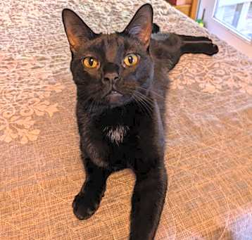 Photo of C247 Stout
