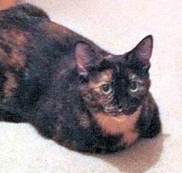 Photo of Marble