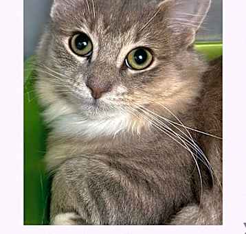 Photo of Dusty