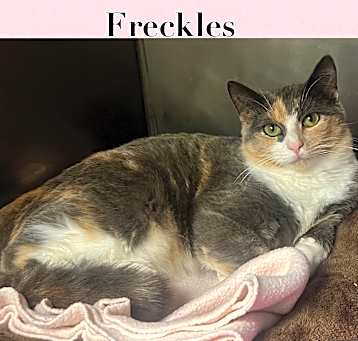Photo of Freckles