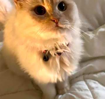 Photo of Caramel
