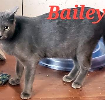 Photo of Bailey