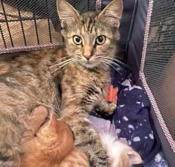 Photo of Baby Girl 
