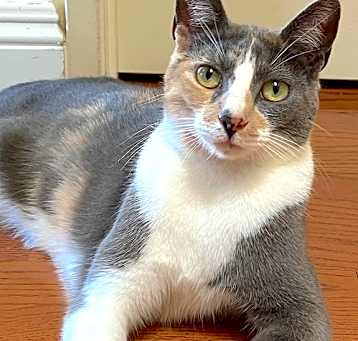 Photo of Luna Belle