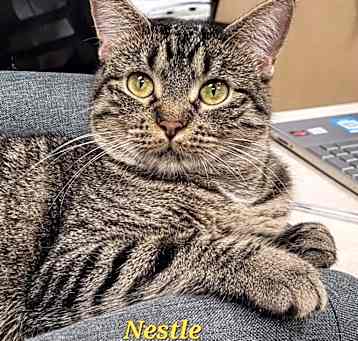 Photo of Nestle