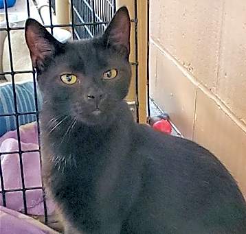 Photo of Shadow