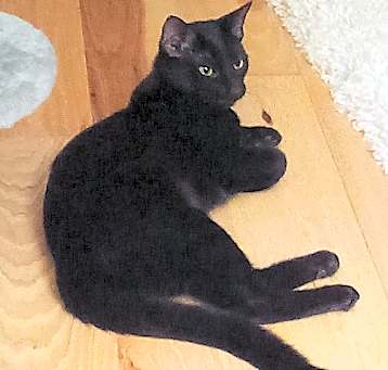Photo of Josey, An Older Wiser Kitten…