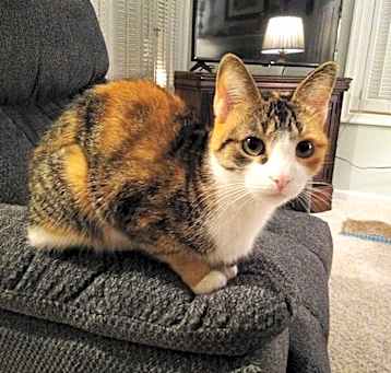 Photo of Melia (CP)