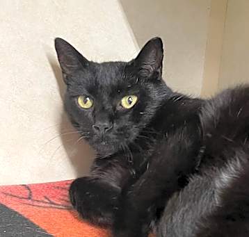Photo of CARLOS (aka, Mouse)