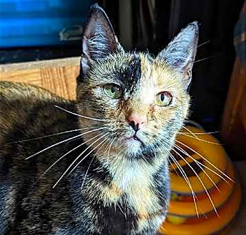 Photo of Tater Tot
