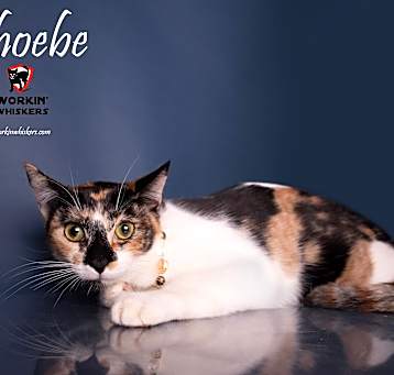 Photo of PHOEBE