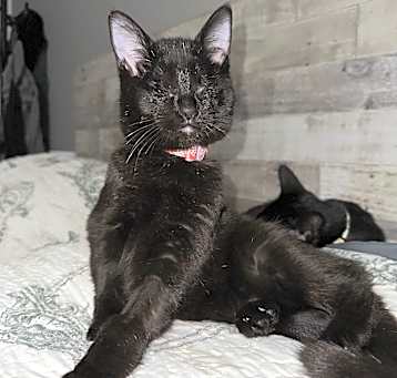 Photo of Zelda