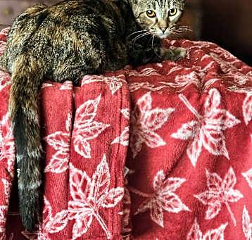 Photo of Tawny