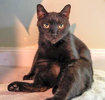 Photo of Spooky (FIV+) (100% Sponsored!)