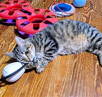 Photo of Tinker