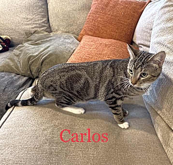 Photo of Carlos