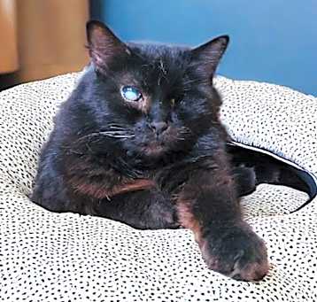 Photo of Benson (adult)