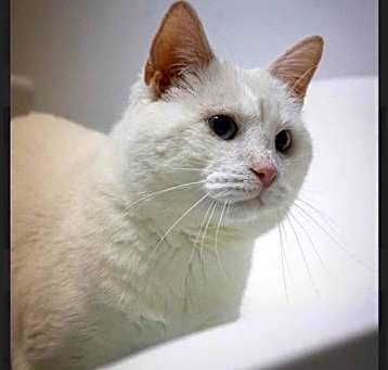 Photo of Lucky