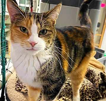Photo of Stella