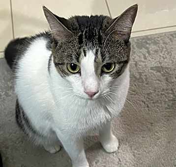 Photo of Furball