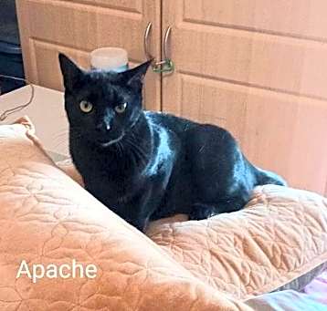 Photo of Apache