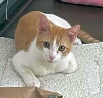 Photo of Captain Kirk (bonded to Spock)