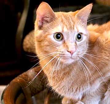 Photo of Mandarin