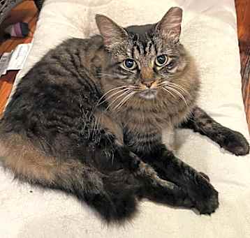 Photo of Buddy