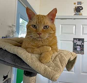 Photo of Axe