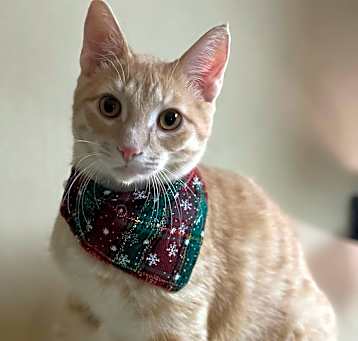 Photo of Nutmeg