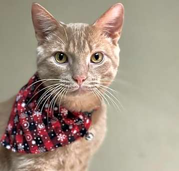 Photo of Basil