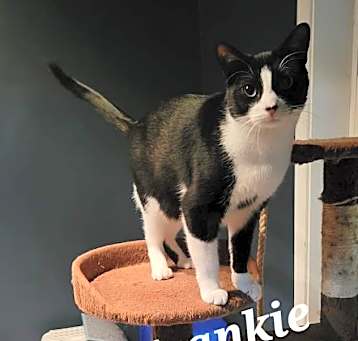 Photo of Frankie