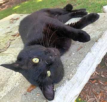 Photo of Lancelot