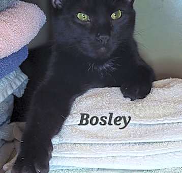 Photo of Bosley