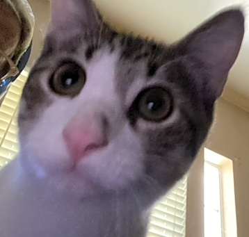 Photo of Boo