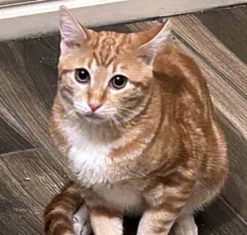 Photo of Garfield (Wenk)