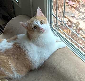 Photo of Apollo