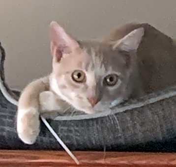 Photo of Gizmo