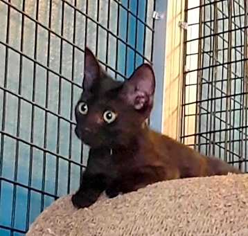 Photo of Cocoa Puff