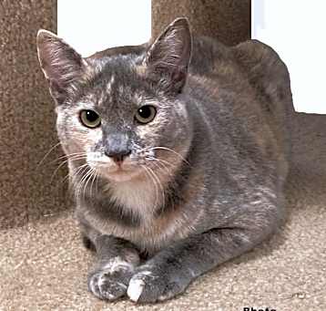Photo of Patches