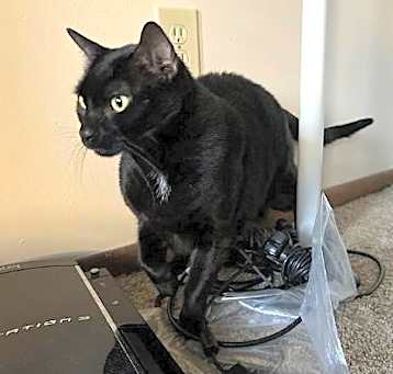 Photo of Bambino