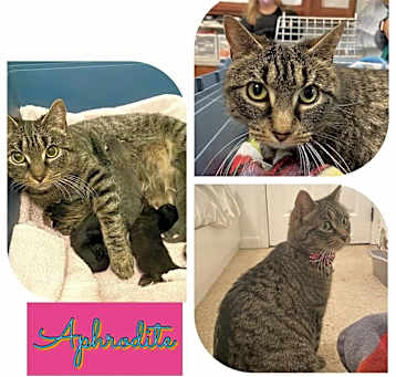Photo of Freya/Aphrodite