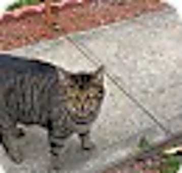 Photo of Esmeralda